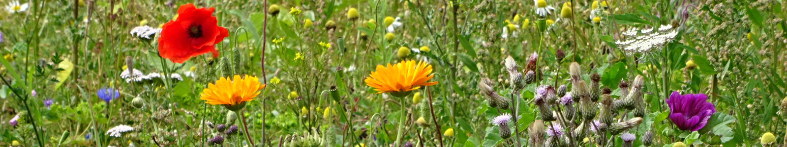 Bunte Blumen auf einer Wiese ©C.Lehr